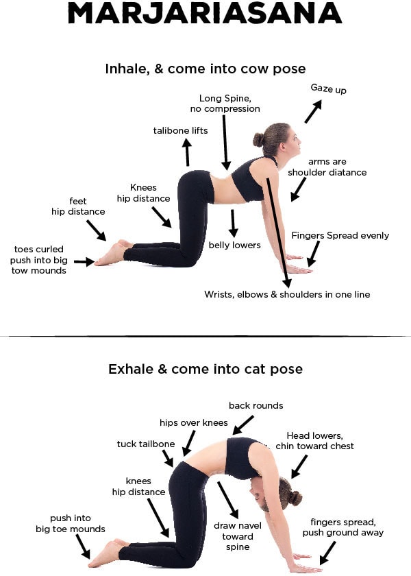 Marjariasana Yoga Pose And What Are Its Benefits