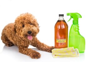 Using Effective Pet Odor Removal Methods