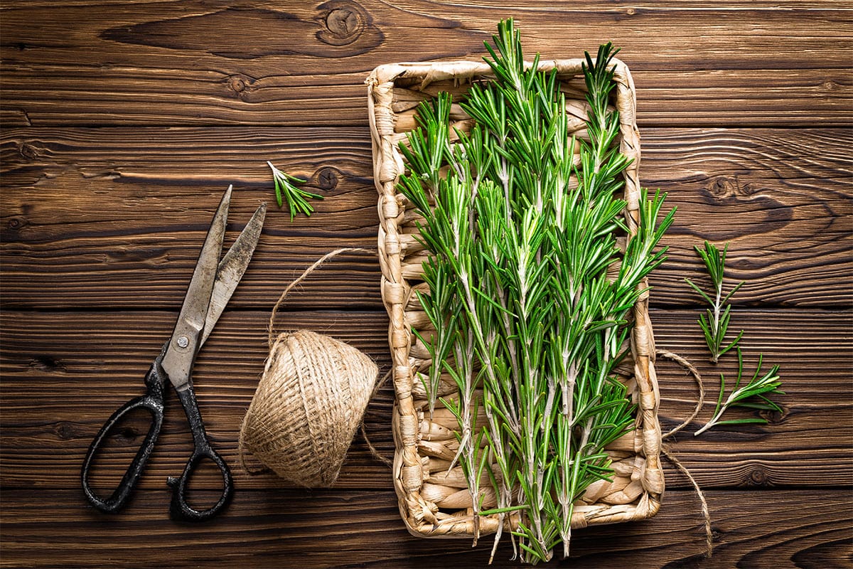 How Does Rosemary Help In Hair Growth?
